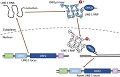 The LINE-1 retrotransposon lifecycle